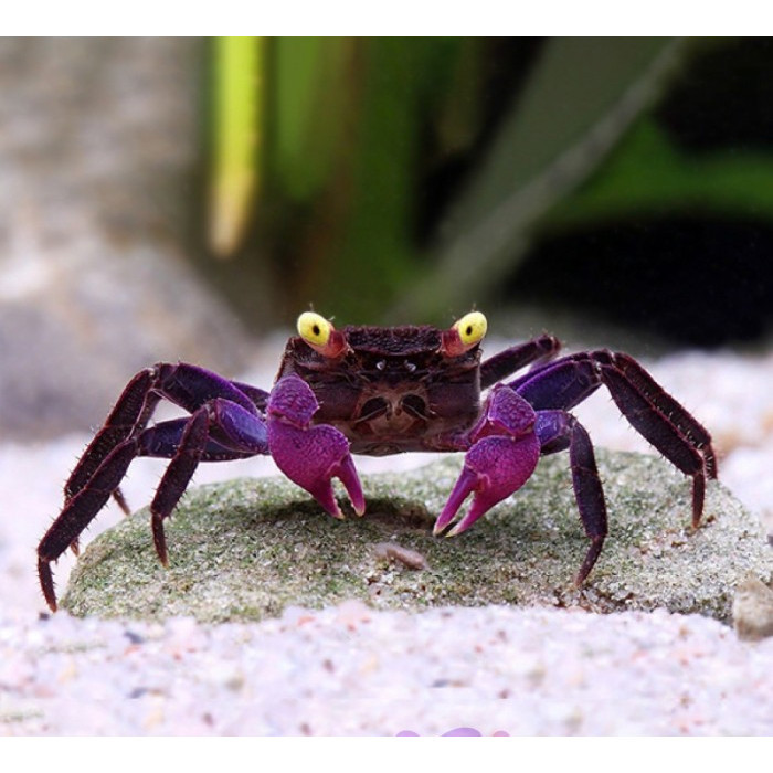 Kepiting Aquascape / Vampire Crab