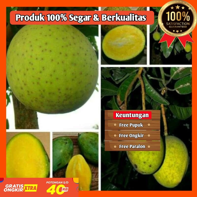 BIBIT / POHON MANGGA KWENI OKULASI CEPAT BERBUAH