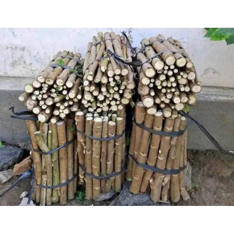 Bibit Pakan Ternak Singkong/Telo Papua Pakan Ternak Per 1Kg