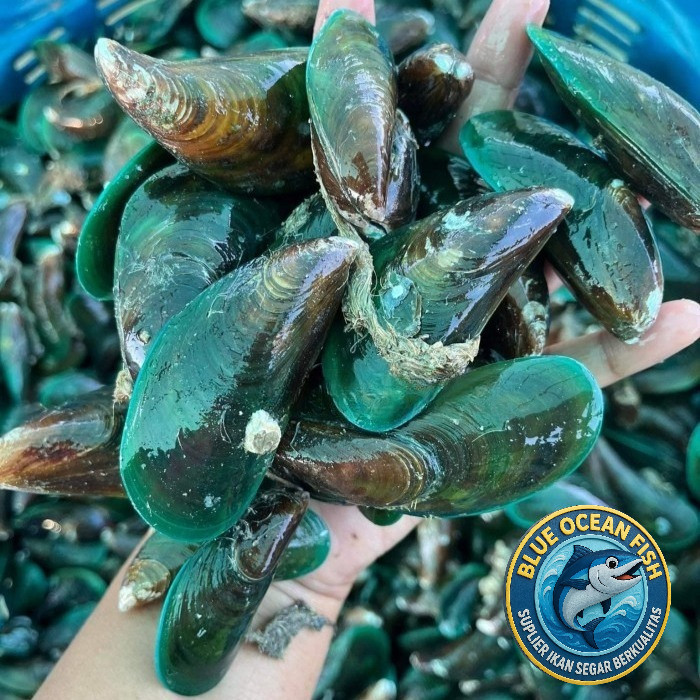 Kerang Hijau Segar 500gr Kerang Ijo Jumbo Scallop 500gr