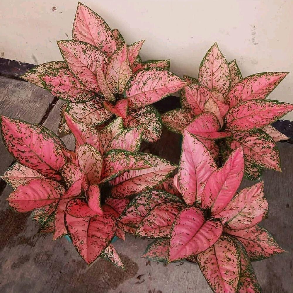 Tanaman Hias Aglonema Ruby Pink - Aglonema Ruby Pink