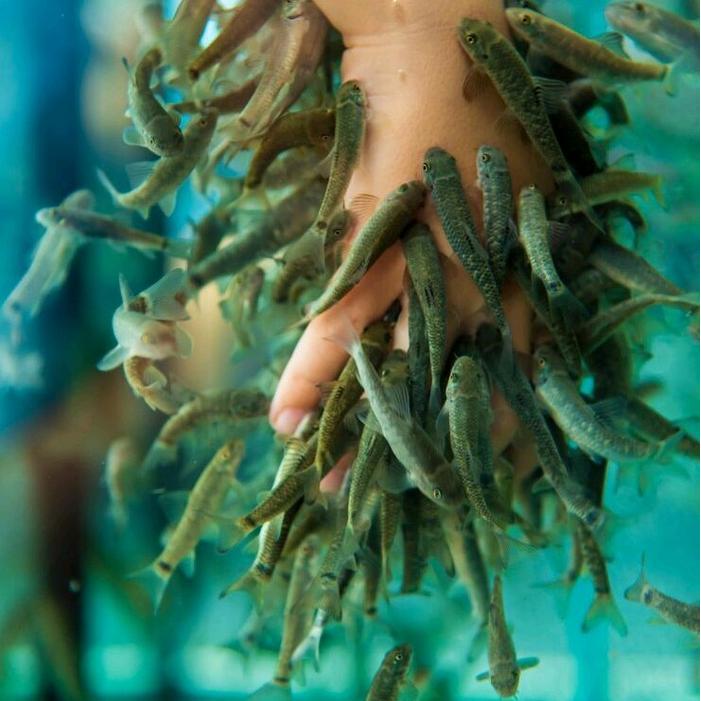 Ikan Terapi ori isi 30 Ikan Garra Rufa Turki, size 1 inch