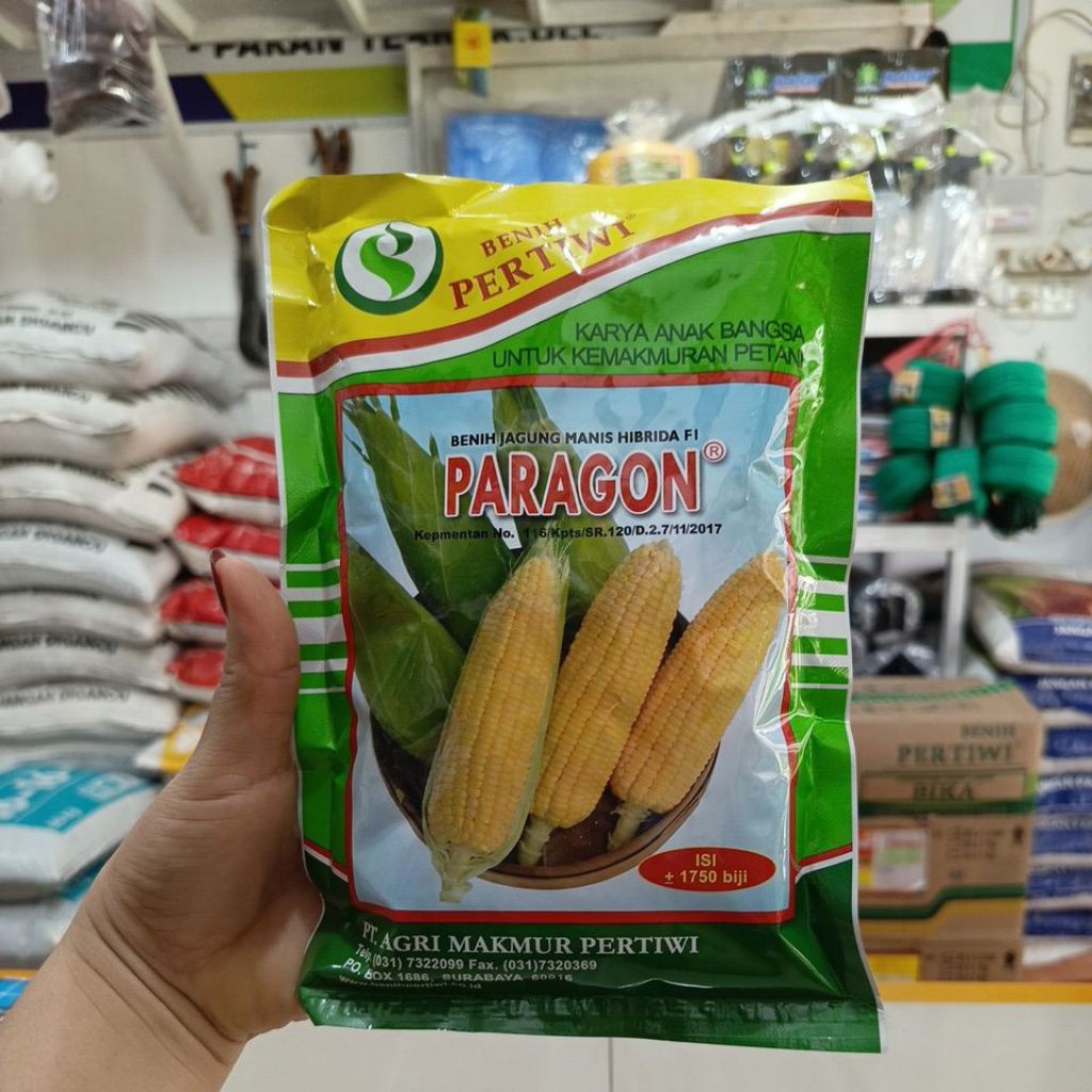 Jagung manis Paragon/jagung Paragon Hibrida F1