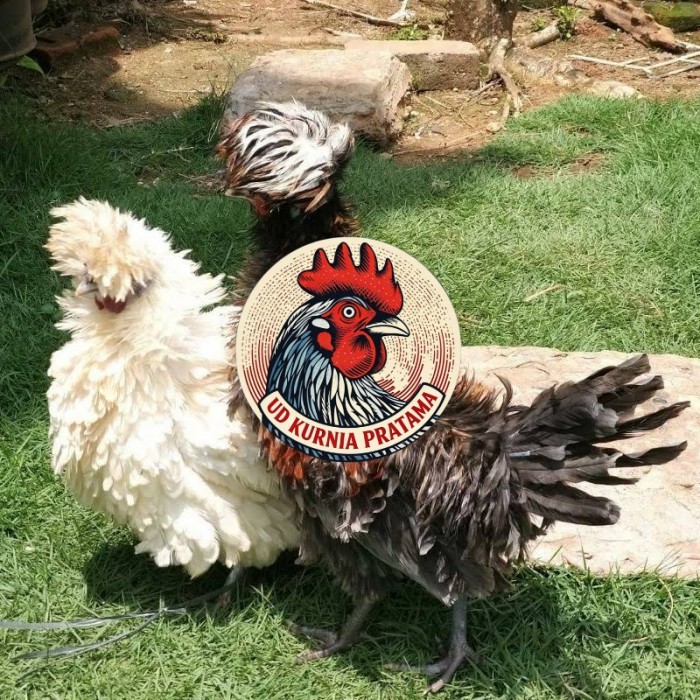 Telur ayam poland / telur ayam hias / telur fertil siap tetas UD KURNIA PRATAMA