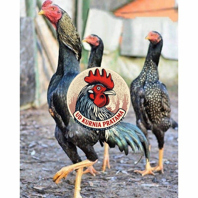 Telur ayam shamo jepang bangkok aduan fertil asli siap ditetaskan - ayam-shamo UD KURNIA PRATAMA