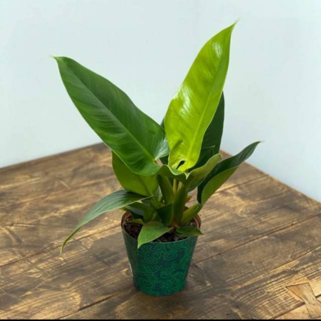 Tanaman hias pot indor - Philodenron imperial green - philo green cardinal Indor