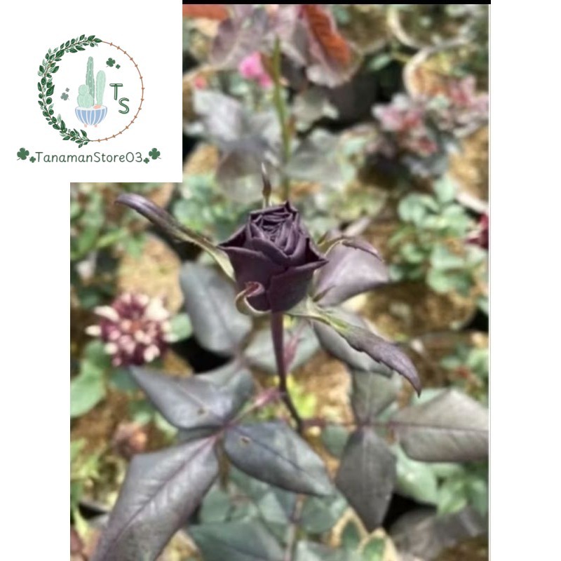 Promo Termurah Tanaman Hias Mawar Bunga Hitam Tanaman Hias Mawar Bunga Hitam