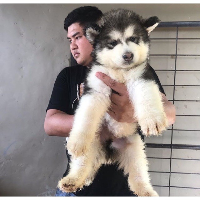 Anjing Alaskan Malamute Dewasa Jantan