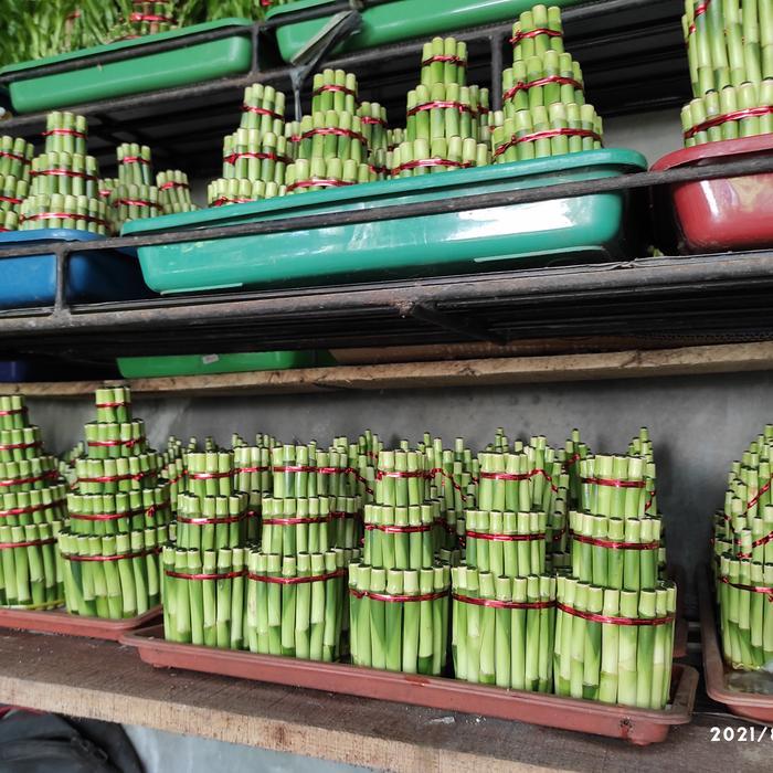 bambu rejeki | souvenir tanaman bambu hoki Terlaris