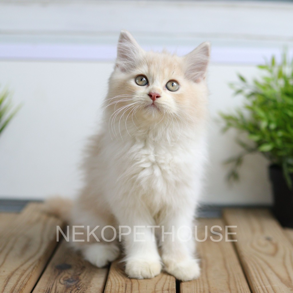 Kucing kitten persia flatnose medium longhair 2.5 bulan betina