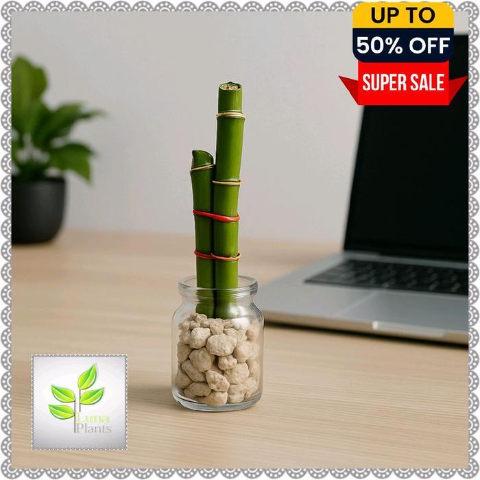 Tanaman hias bambu hoki mini media air berikut vas botol kaca dan batu hias - Tanaman + vas + batuan