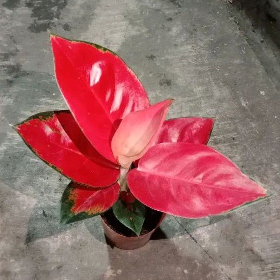 Aglonema Suksom Spesial Daun Merah Jumbo