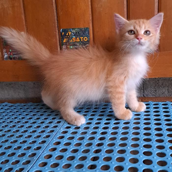 Kitten Persia Medium Oren Longhair