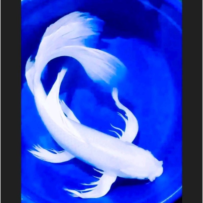 Koi Platinum Slayer size 15-18 cm cod