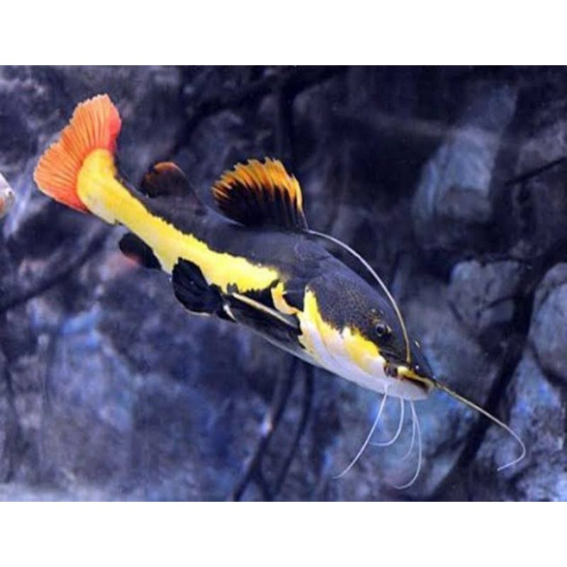 Hiasan Aquarium Red Tail Catfish (RTC) josjis
