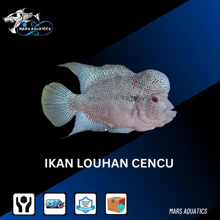 IKAN HIAS IKAN LOUHAN CENCU MUTIARA GOODMARKING CICHLID LOUHAN CENCU