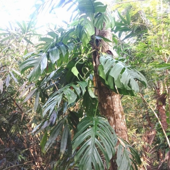 Bibit Monstera king / Bonggol Monstera Ekor Naga King