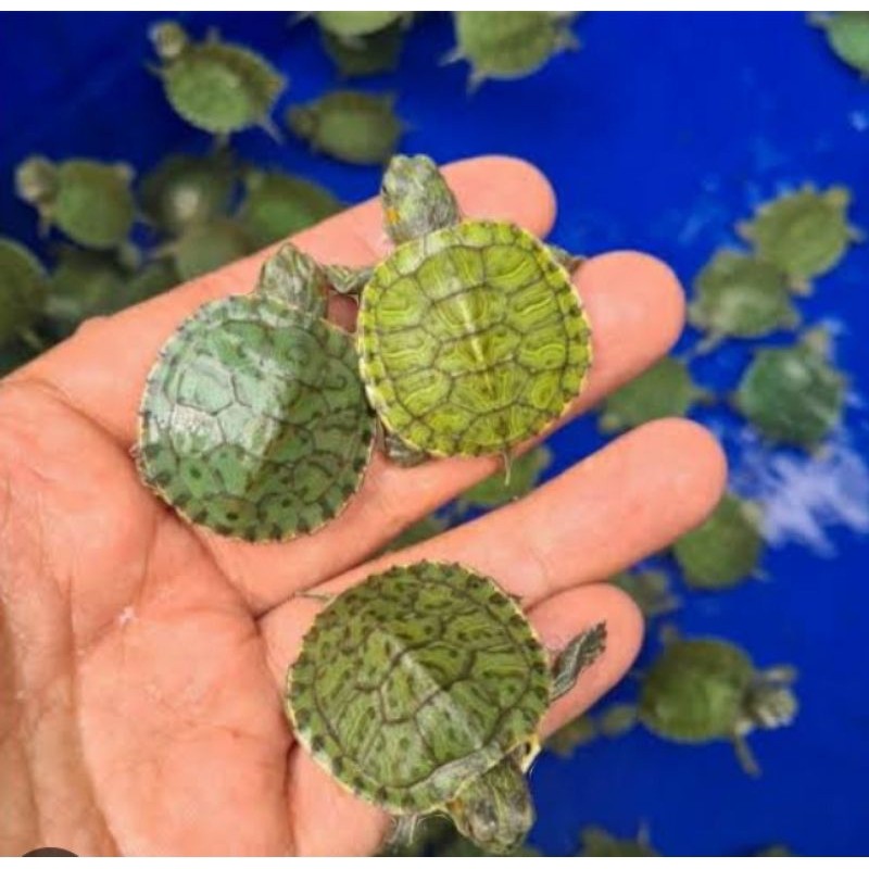 Kura Kura Brazil Hidup 1 Ekor Garansi DOA