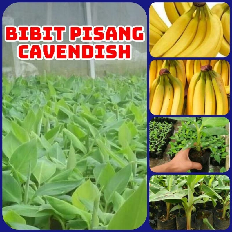Bibit Pisang Cavendish ~ Anakan Pisang Cavendish 100% Asli ~ Bibit Super
