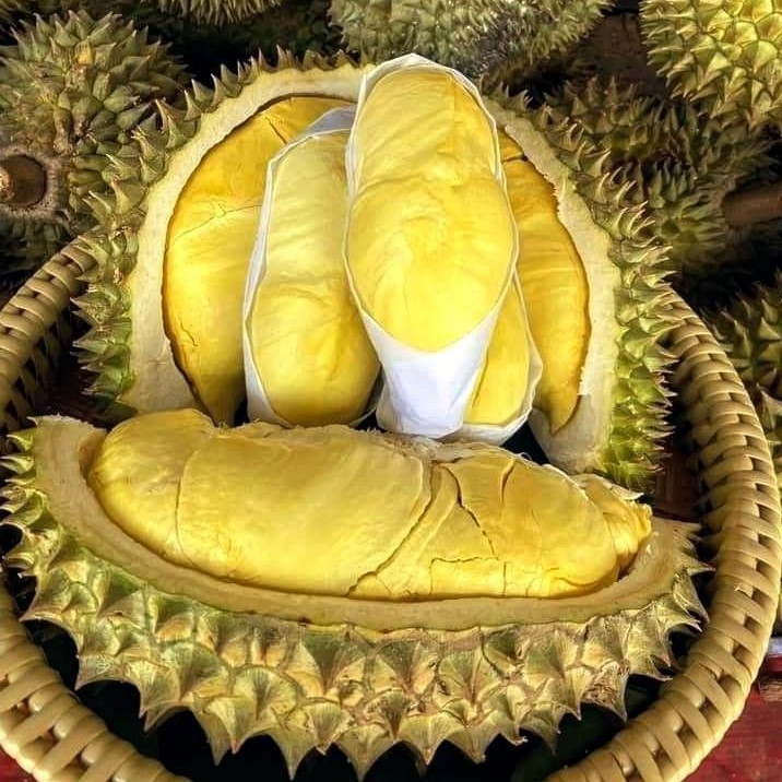 Happypaws21 Poc Booster Durian Pupuk Pelebat, Perangsang Akar, Pemacu Pertumbuhan 100% Organik