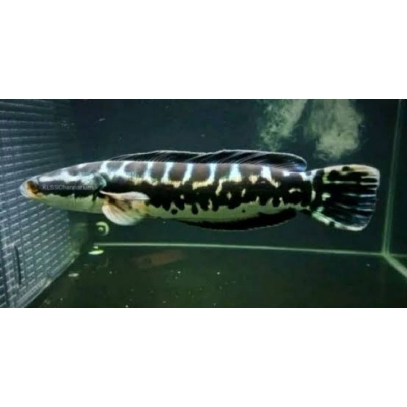 GANCI Paket Ikan Toman Jumbo 16-19cm Bergaransi A1