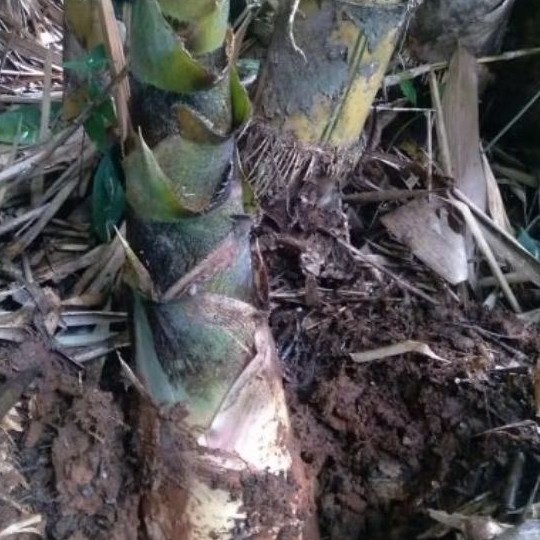 rebung bambu kuning obat batu ginjal