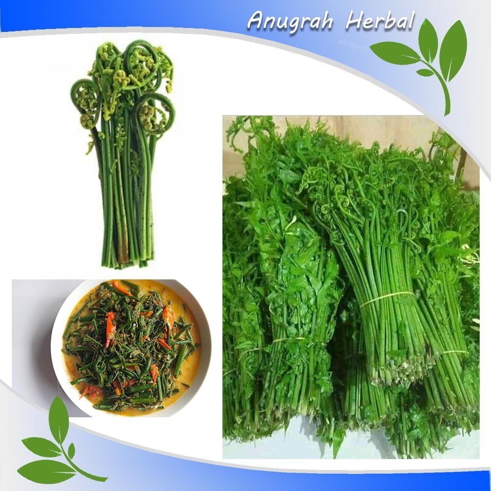 Sayur Pakis Segar 1 kg - Pakis Sayur Fresh