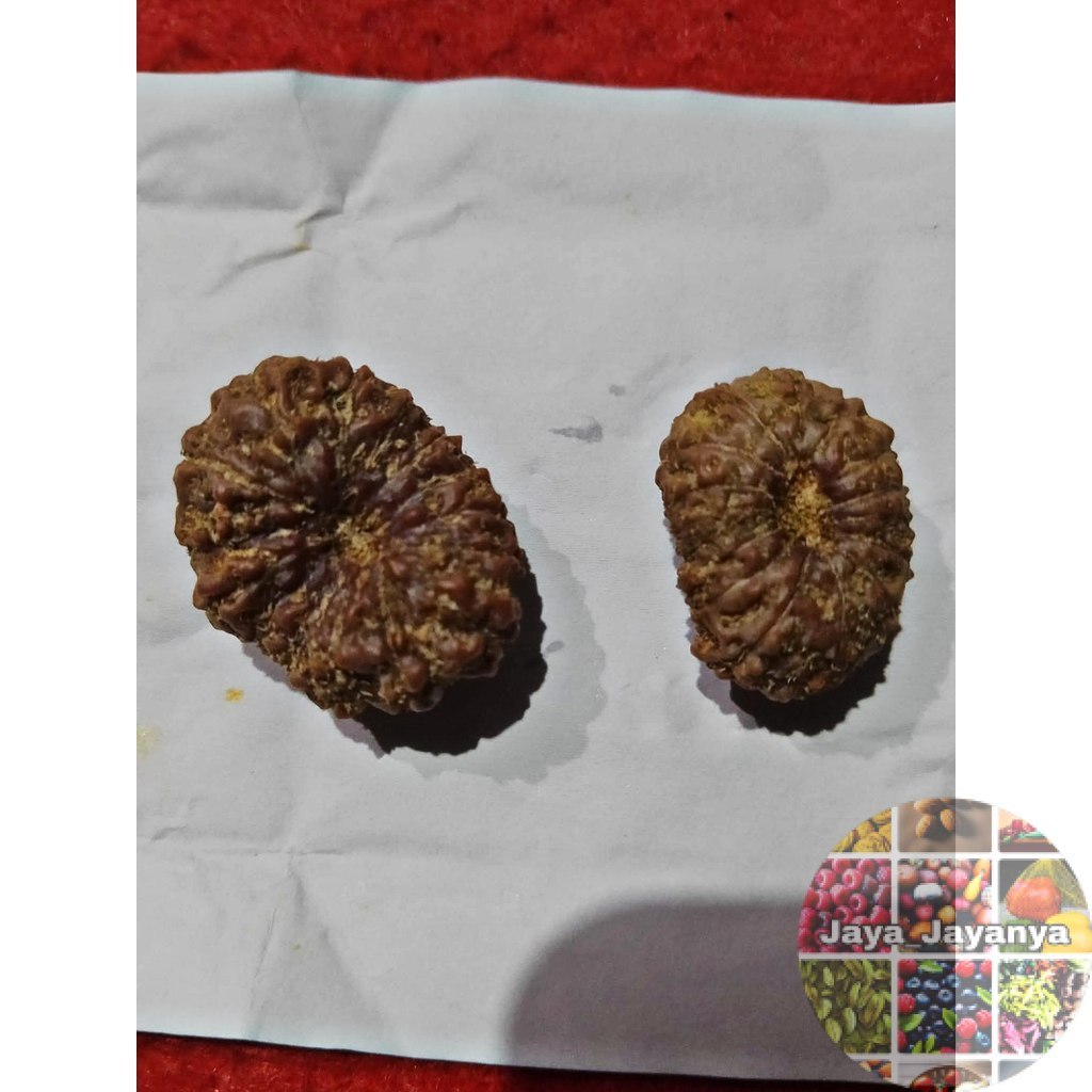 Rudraksha Mukhi 11 Garis 11 Jenitri Jaya_Jayanya