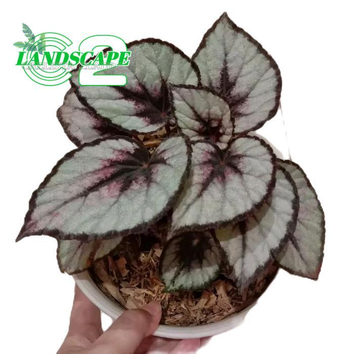 tanamanhias Begonia rex silver - Begonia silver - tanaman begonia alami hiasan