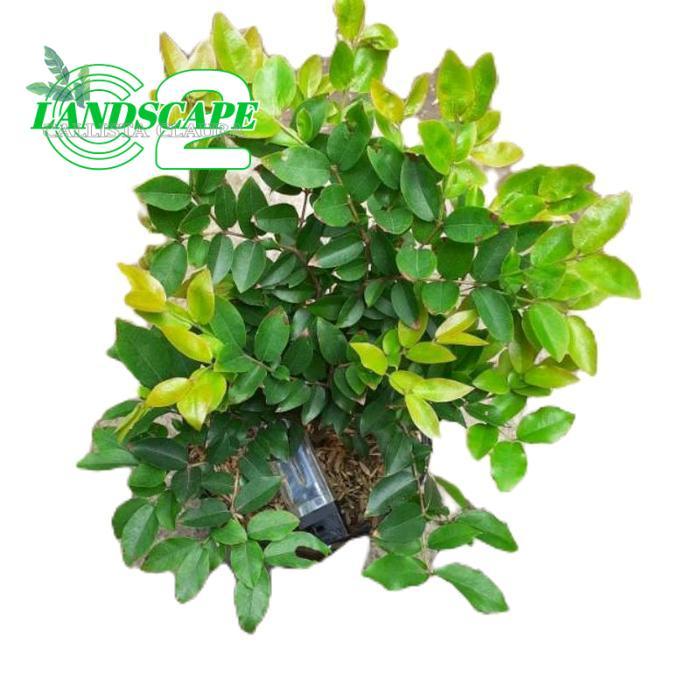 tanamanhias anggur brazil - tanaman anggur brazil - anggur brazil