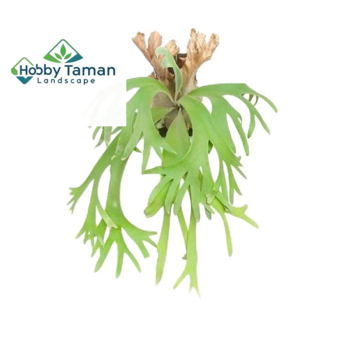 tanamanhias tanduk rusa - tanaman gantung tempel tanduk rusa - tanduk rusa tanaman - kadaka tanduk r