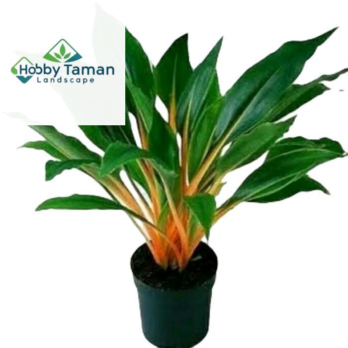 tanamanhias walisota - tanaman walisota oren hijau