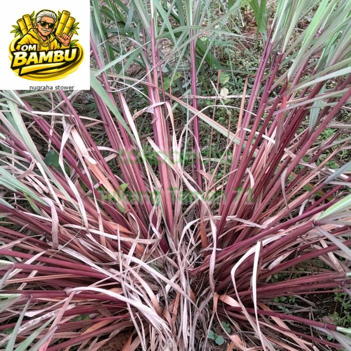 SEREH MERAH SEREH WANGI (1 kg sereh wangi/sereh merah