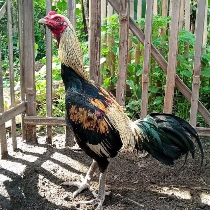 Telur Fertil Telur Tetas Ayam Aduan Pamangon Cros Pama