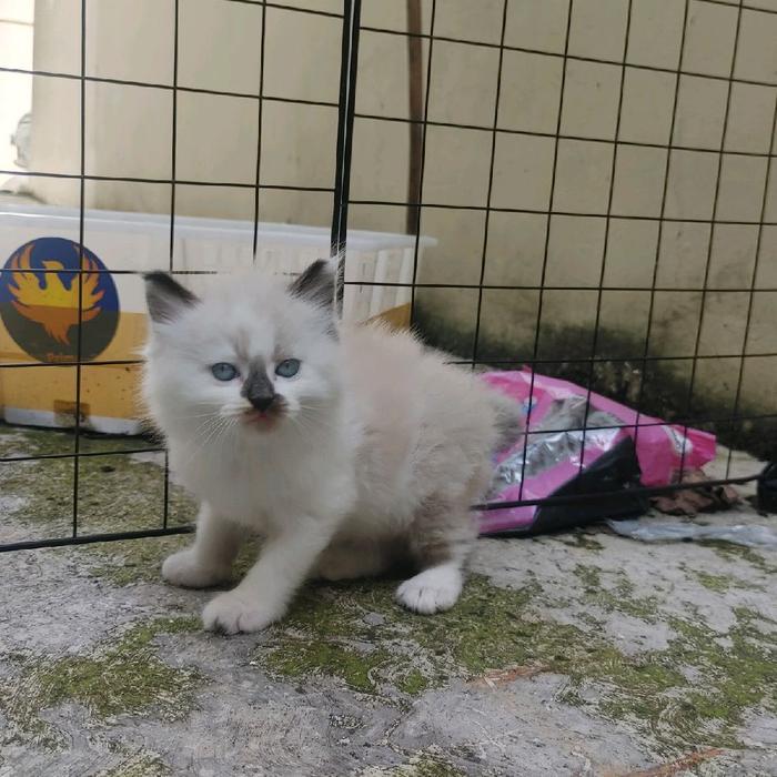 kucing kitten mix ragdoll dan persia medium 3 ekor - mix ragdoll