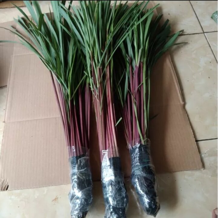 Bibit Sereh Merah Wangi / sereh merah