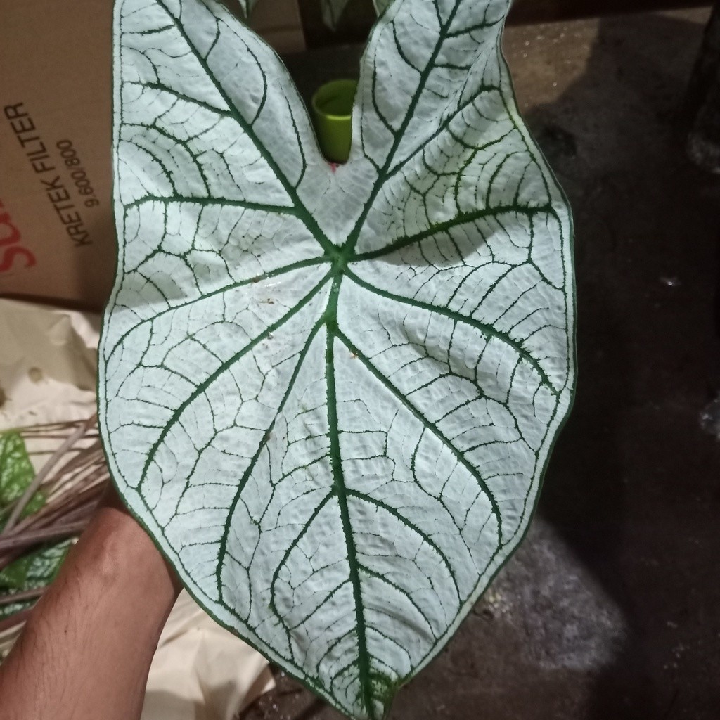 umbi keladi putih - bonggol umbi keladi putih