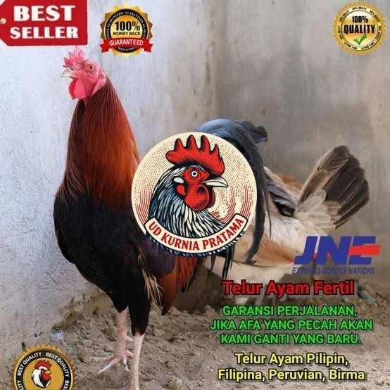 Telur ayam hias pilipin fertil siap ditetaskan Langsung UD KURNIA PRATAMA