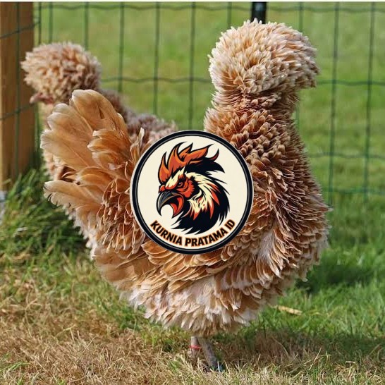 Telur ayam poland / telur ayam hias / telur fertil siap kirim KURNIA PRATAMA ID