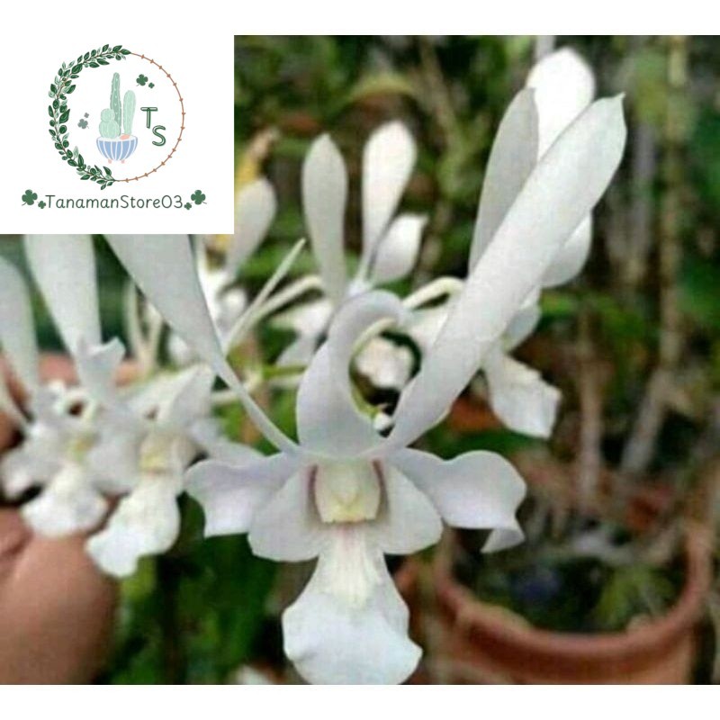 tanaman hias anggrek dendrobium  capung jawa sudah dewasa