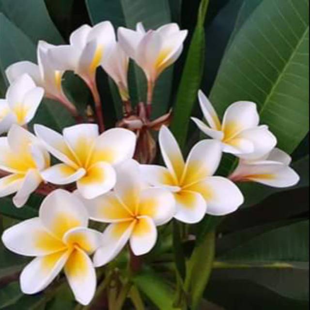 cutting stek batang plumeria kamboja bali putih kuning