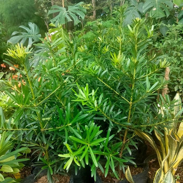 Tanaman lohansung/ pohon lohansung