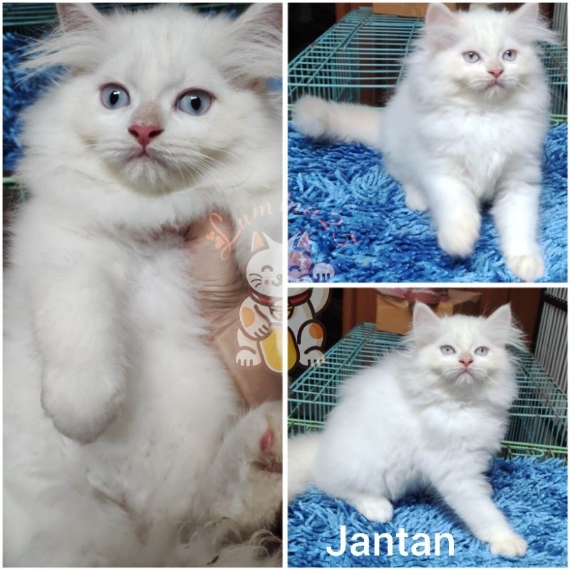 Kucing Persia Jantan Putih (Gojek)