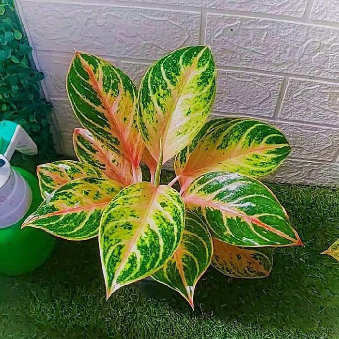 (promo) bibit tanaman gias aglonema cinta