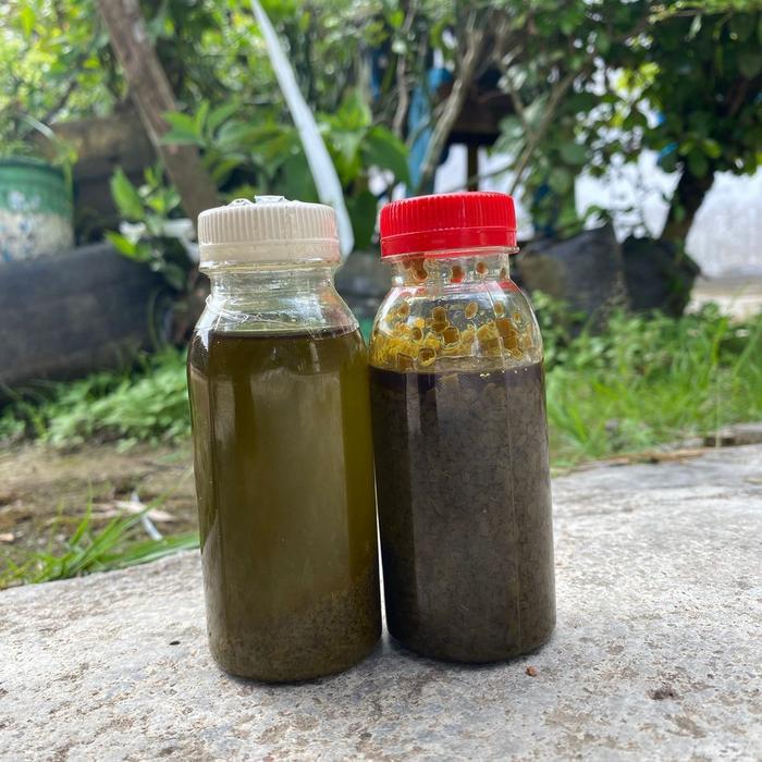 1paket produk olahan Minyak daun 3jari asli papua