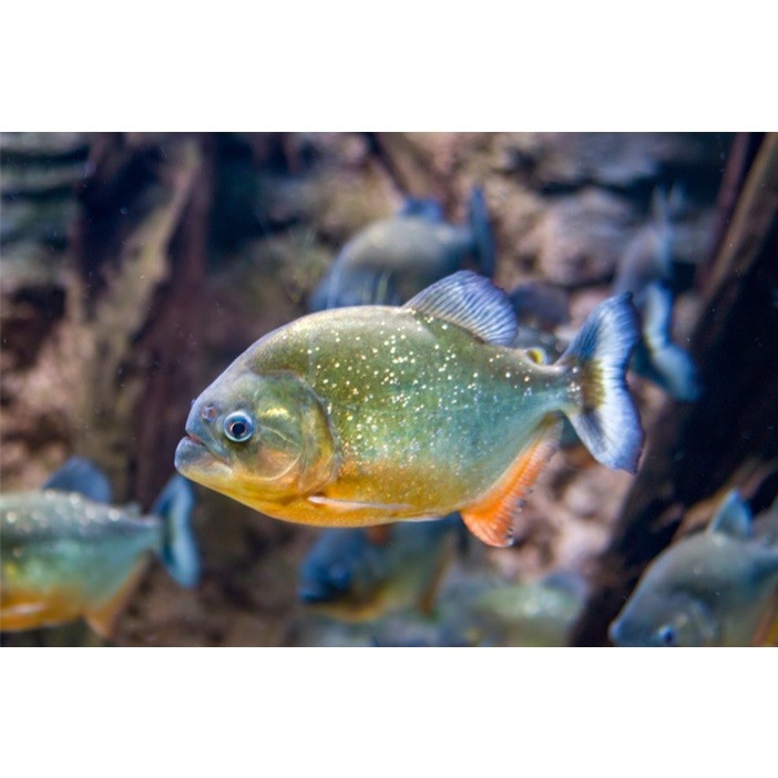 Hiasan Aquarium Ikan Piranha ( ISI 3 )Hitam Besar rakus