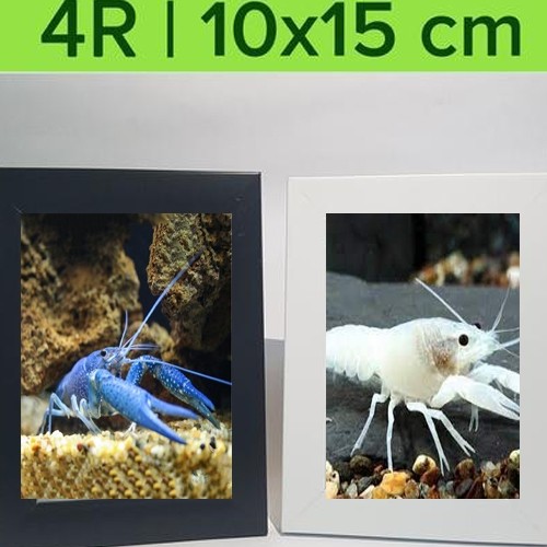 ( O ) LOBSTER AIR TAWAR WARNA BIRU MERAH PUTIH - ETALASE