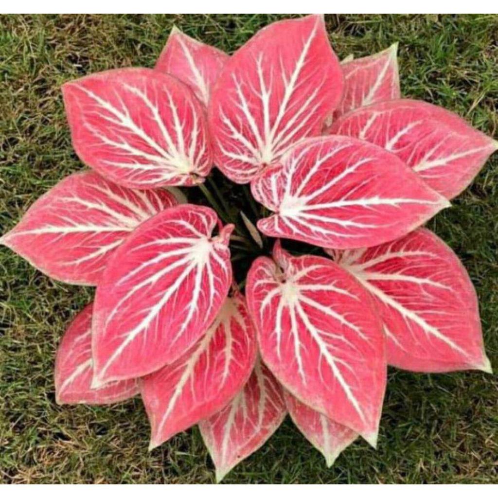 umbi Caladium white Bone / keladi hias hybrid import thailand