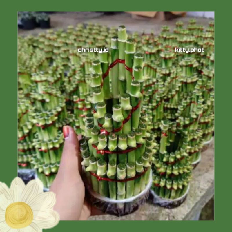 BAMBU HOKI / TANAMAN BAMBU HOKI • BAMBU REJEKI - Tanaman Bambu Hias - BAMBU HOKI MURAH