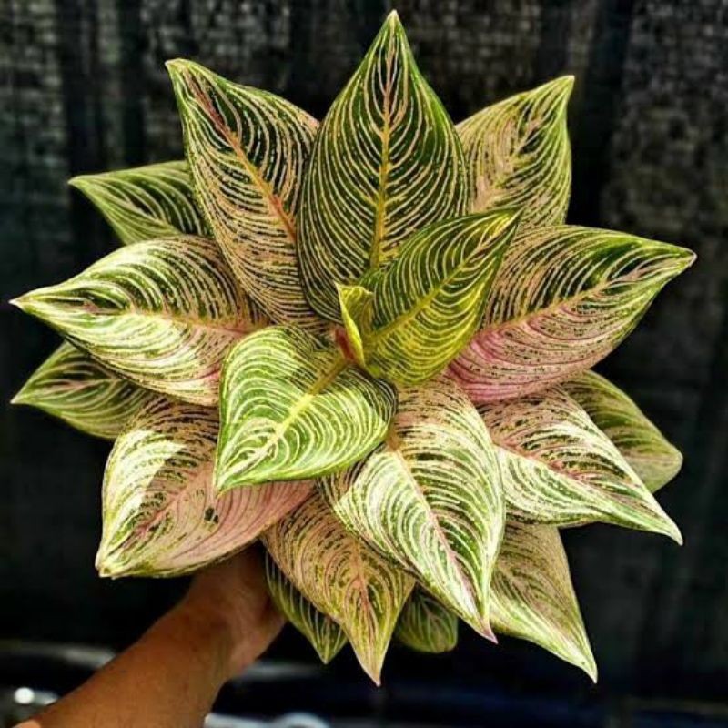 bonggol aglonema golden hope